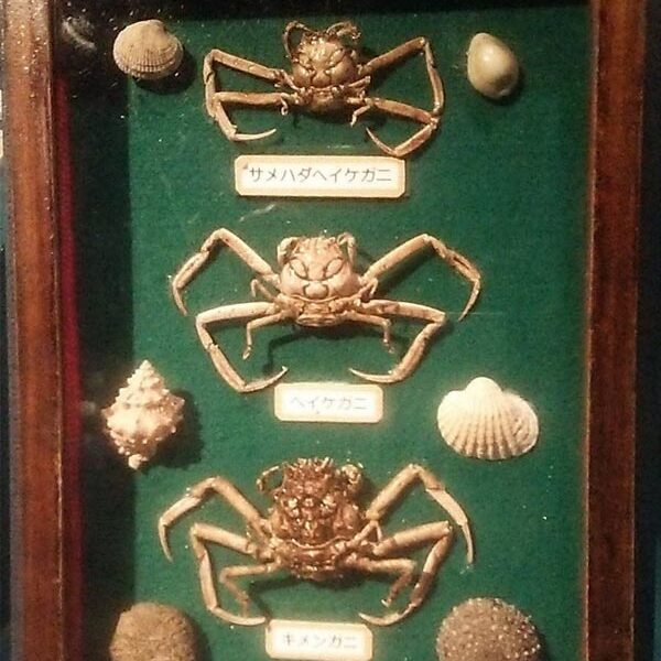 Heike yengeçlerine ait bir sergi