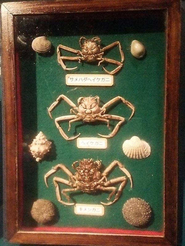 Heike yengeçlerine ait bir sergi