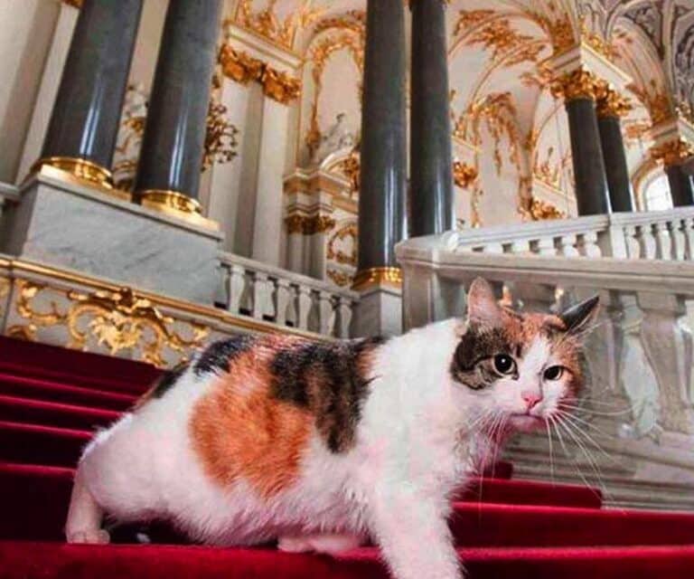 Hermitage müzesi merdivenlerinde bir kedi